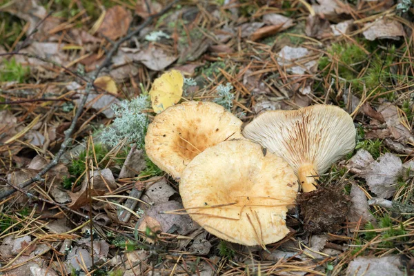 Lactarius Must Eus Natuurlijke Omgeving — Stockfoto