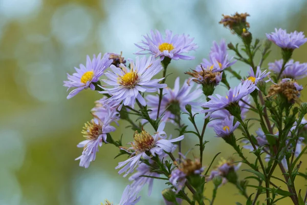 Гриб Albatrellaceae Ізольований Білому Тлі — стокове фото