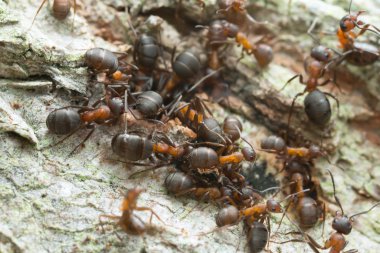 Özsuyuyla beslenen formika karıncalar
