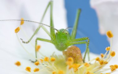 Gülün üstünde siğil, makro fotoğraf