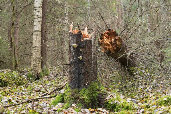 Padlá Jedle Picea Abies Přírodním Lese — Stock fotografie