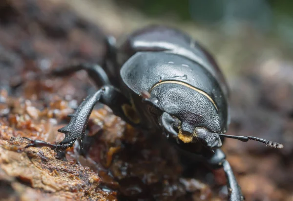 雌のクワガタムシのマクロ写真 オークの木のLucanus Cervus — ストック写真