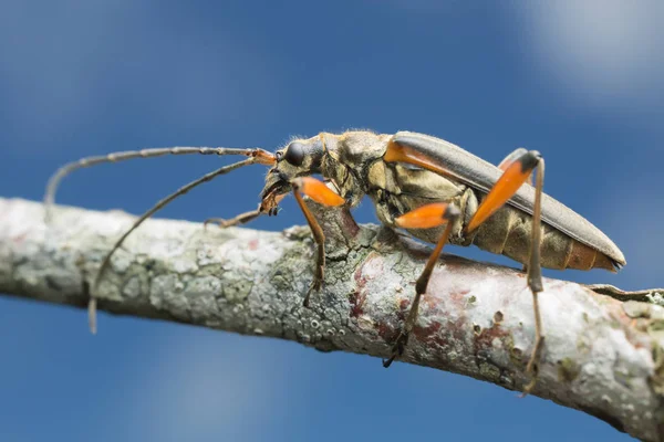 Variabele Langhoorn Stenocorus Meridianus Tak — Stockfoto