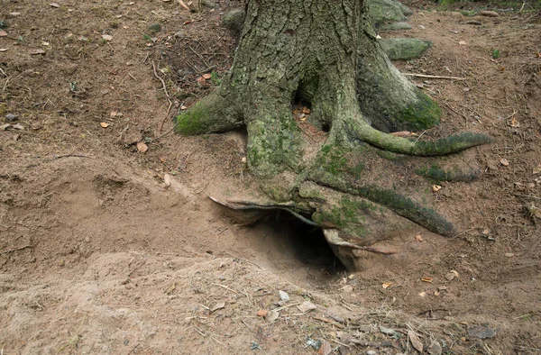 Mammal Den Sand Tree — Stock Photo, Image