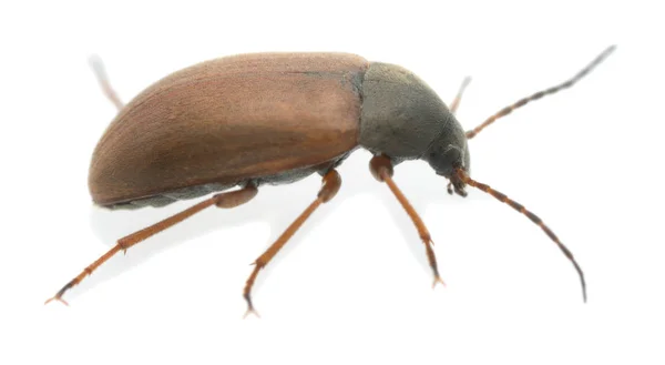 Käfer Mit Krallen Isomira Murina Isoliert Auf Weißem Hintergrund — Stockfoto