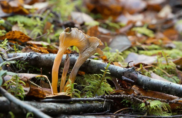 Κίτρινο Πόδι Cantharellus Lutescens Αυξάνεται Φυσικό Περιβάλλον — Φωτογραφία Αρχείου