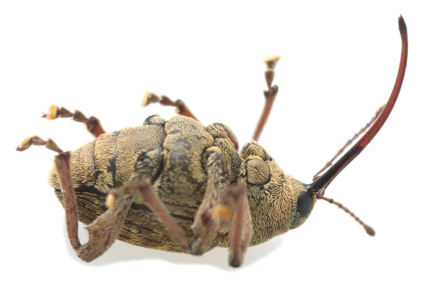 Makro Zdjęcie Chrząszcza Orzechowego Curculio Nucum Izolowane Białym Tle — Zdjęcie stockowe