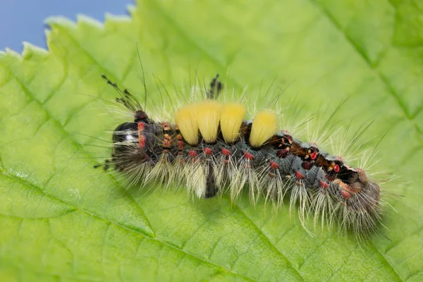 Rusty Tussock Mal Orgyia Antiqua Larv Blad — Stockfoto