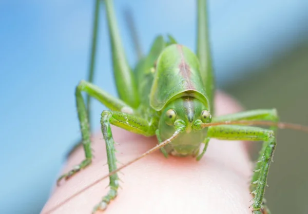 Wart Biter Bijten Menselijke Huid — Stockfoto