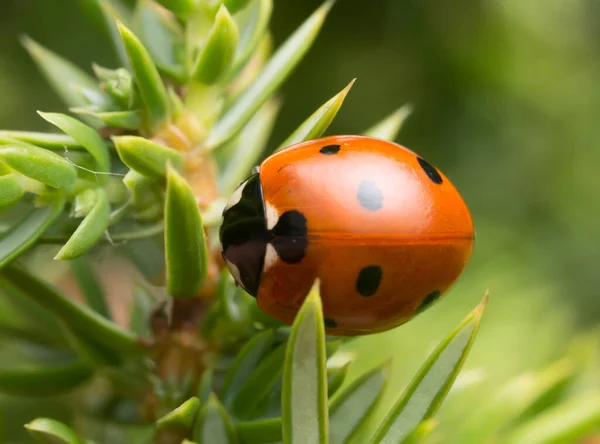 Zeven Vlekken Lieveheersbeestje Coccinella Septempunctata Jeneverbes — Stockfoto