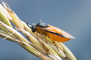 Bir gül testeresinin makro fotoğrafı, tahılda arge ochropus