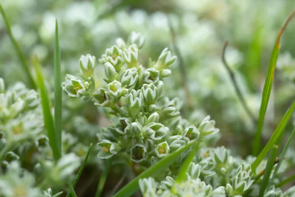 Kumlu ortamda büyüyen uzun ömürlü knawel, Scleranthus perennis