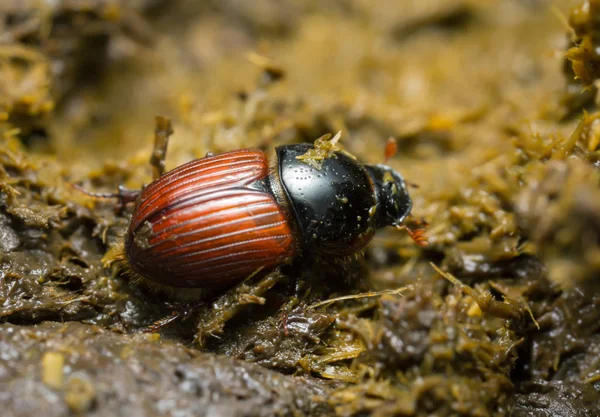 Aphodius Pedellus Свежей Корове — стоковое фото