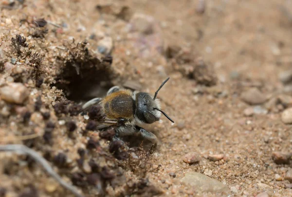 Trachusa Byssina Wühlt Eingang Ihres Nestes — Stockfoto