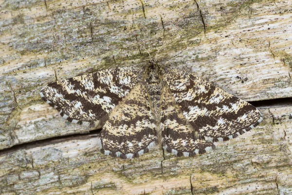 Foto Macro Una Cortina Común Femenina Ematurga Atomaria Madera — Foto de Stock