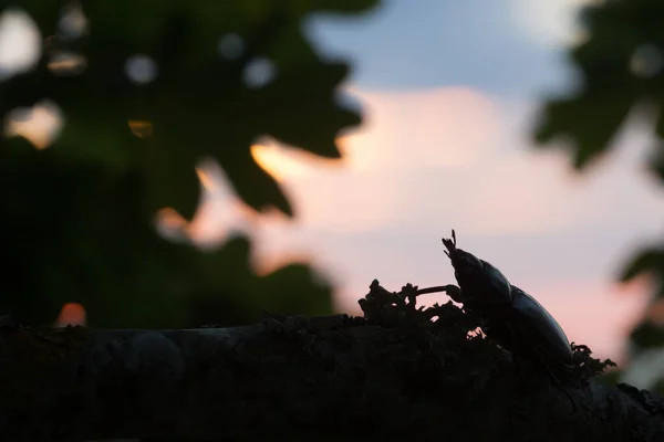 Schönes Foto Eines Hirschkäferweibchens Lucanus Cervus Sonnenuntergang — Stockfoto