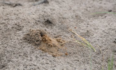 Pantalon arısı yuvası, kumdaki Dasypoda kirpileri