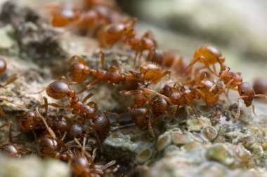 Myrmica karıncaları meşe ağacının özsuyuyla beslenirken yüksek büyüteçle fotoğraflanmış. 