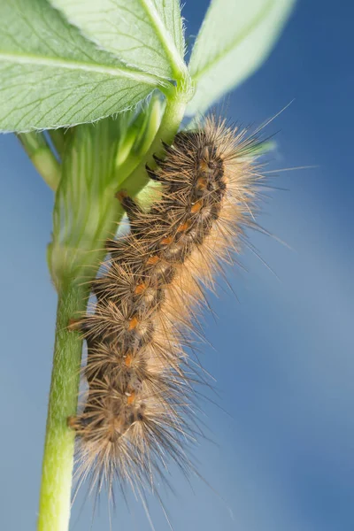 Larva Växter Makrofoto — Stockfoto