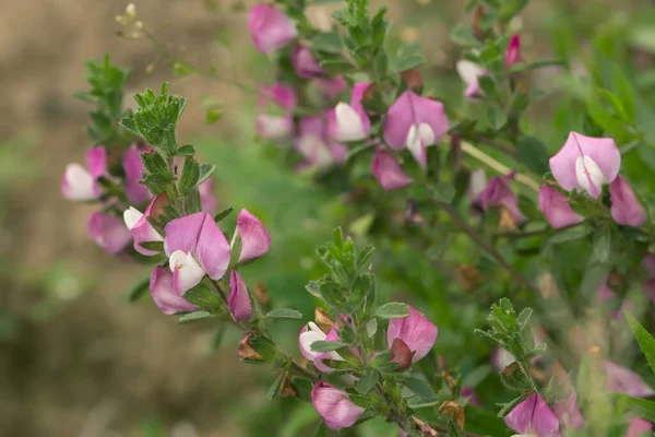 Floração Spiny Restharrow Ononis Spinosa — Fotografia de Stock