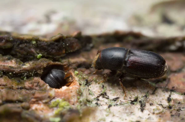 Beyaz Kayın Böcekleri Tahta Üzerinde Scolytus Carpini — Stok fotoğraf