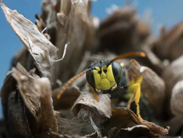 Macro Photo Adult Weevil Asp Cerceris Сухій Рослині — стокове фото