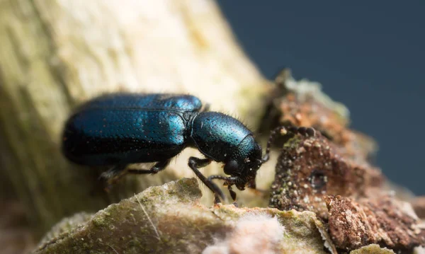 Geruite Kever Korynetes Caeruleus Hout Macro Foto — Stockfoto