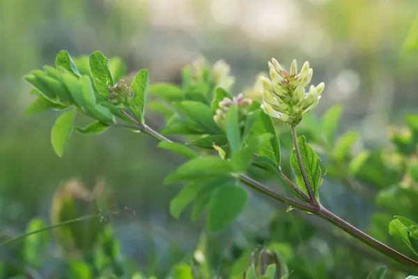 Kwitnące Wyka Mleczna Lukrecji Astragalus Glycyphyllos — Zdjęcie stockowe