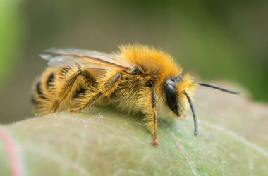 Erkek pantalon arısı, yaprak üzerindeki Dasypoda kirpileri.