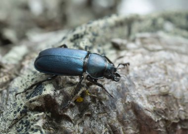 Platycerus böceği liken üzerinde