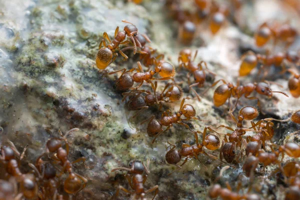 用高放大镜拍下的橡木树液喂食菌蚁 — 图库照片