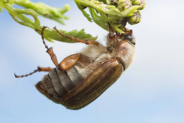 Bir Avrupa Haziran böceğinin makro fotoğrafı, bitkinin üzerindeki Amphimallon gündönümü, bu böcek bir baş belası olabilir. 