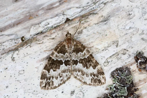 Corylata Electrophaes Sobre Madera Alfombra Corylata Cortada Con Espinas Rotas — Foto de Stock