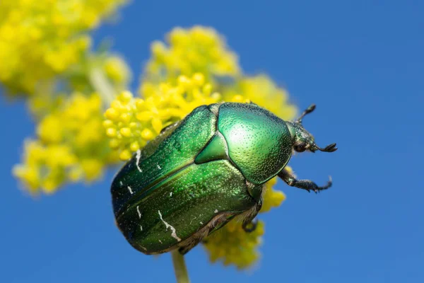 Rozenkorrelige Kever Bloem Met Een Blauwe Achtergrond Macro Foto — Stockfoto