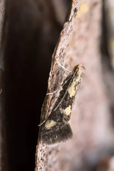 Madera Similella Denisia Fotografiada Con Alta Magnificación — Foto de Stock