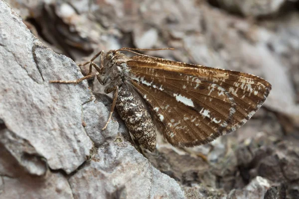 Weiße Umrandung Bupalus Piniaria Ruht Auf Kiefernpark — Stockfoto