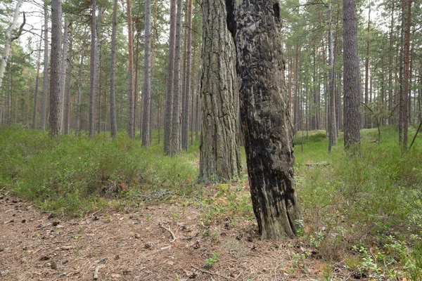 Сгоревшая Сосна Нетронутом Сосновом Лесу Национальном Парке Швеции Вид Среды — стоковое фото
