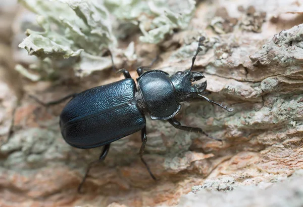 Platycerus Beetle Lichen — Stock Photo, Image