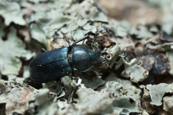 Platycerus Beetle Lichen — Stock Photo, Image