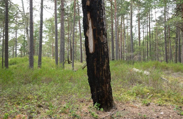 Doğal Çam Ormanında Yanmış Çam Ağacı Çalılık Bitkiler Çevrede Yetişir — Stok fotoğraf