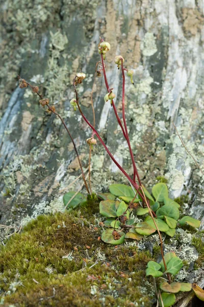 Sidebells Wintergreen Orthilia Secunda Plants — Stock Photo, Image