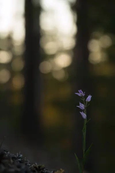 Blooming Red Helleborine Cephalanthera Rubra Forest Background — Stock Photo, Image