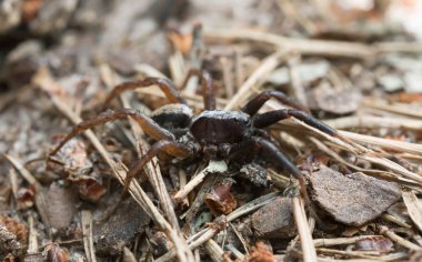 Pardosa kurt örümceği, makro fotoğraf