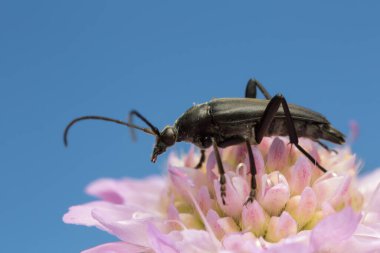 Longhorn beetle, Leptura pubescens on field scabious clipart