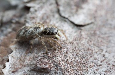 Tahtada zıplayan örümcek, makro fotoğraf