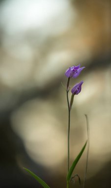 Çiçekli kırmızı helleborine, Cephalanthera rubra