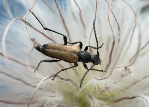 Longhorn Kever Anastrangalia Sanguinolenta — Stockfoto