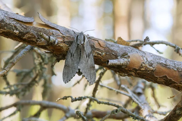 Pine Hawk Moth Sphinx Pinastri Resting Pine Branch Pine Forest — Foto de Stock