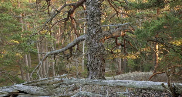 Sveç Değmemiş Güneş Işığı Çam Ormanı — Stok fotoğraf