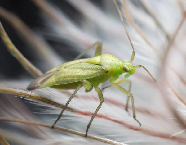 Hemipteron Plants Macro Photo — стокове фото